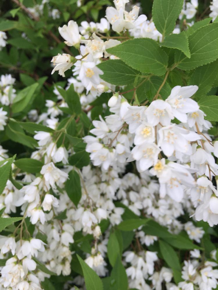ヒメウツギの投稿画像 By 花さん 卯の花と花のある暮らしとgs映えと地植え 18月5月4日 Greensnap グリーンスナップ