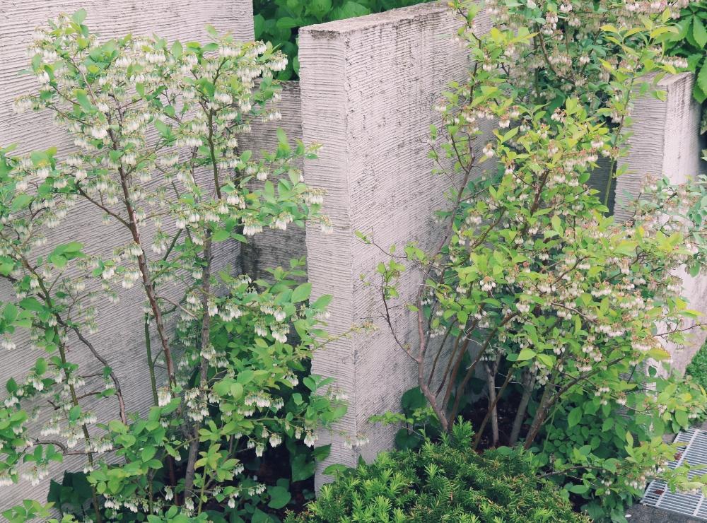 ラビットアイ系の投稿画像 By Naguuさん 庭のブルーベリーとブルーベリーの花と花のある暮らしとちょうちん袖と白い花とあめふり 18月5月4日 Greensnap グリーンスナップ
