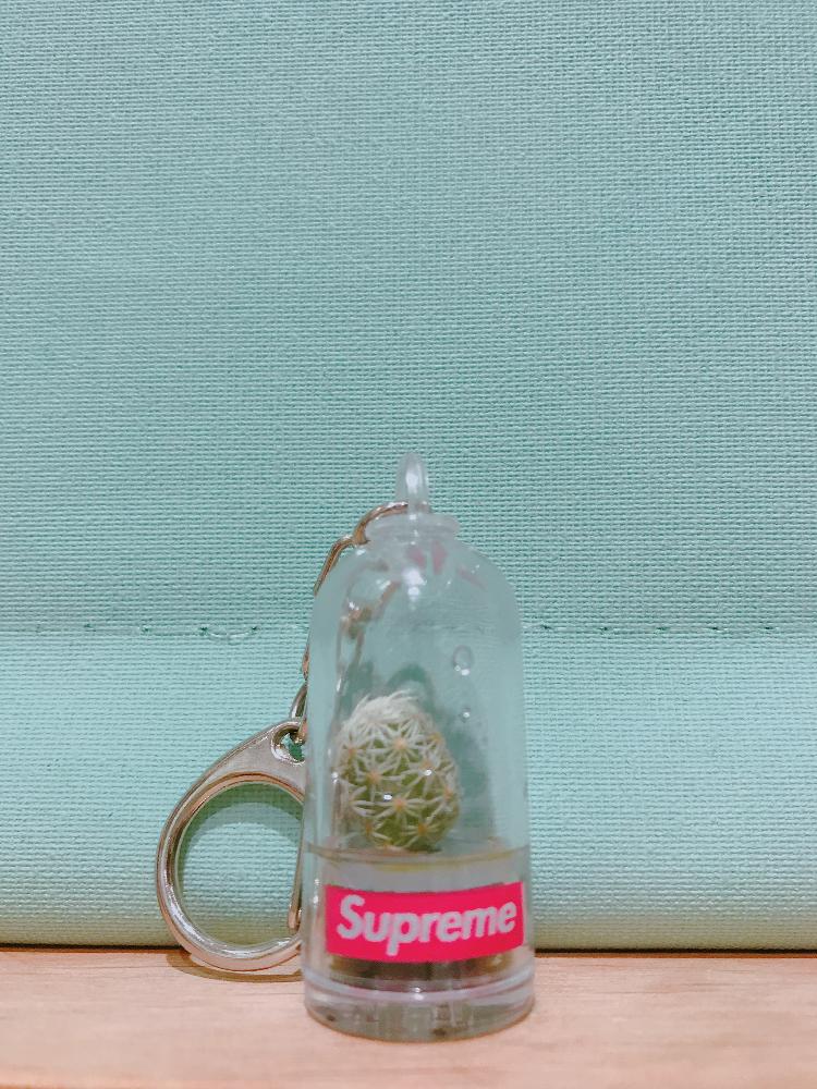 キーホルダーの投稿画像 By Tmk さん Supremeと多肉植物 18月5月4日 Greensnap グリーンスナップ