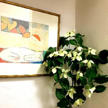 剪定枝の画像 by quattro_gatti クワトロガッティ さん | 玄関とヤマボウシと花のある暮らしとガーデニング初心者と剪定枝
