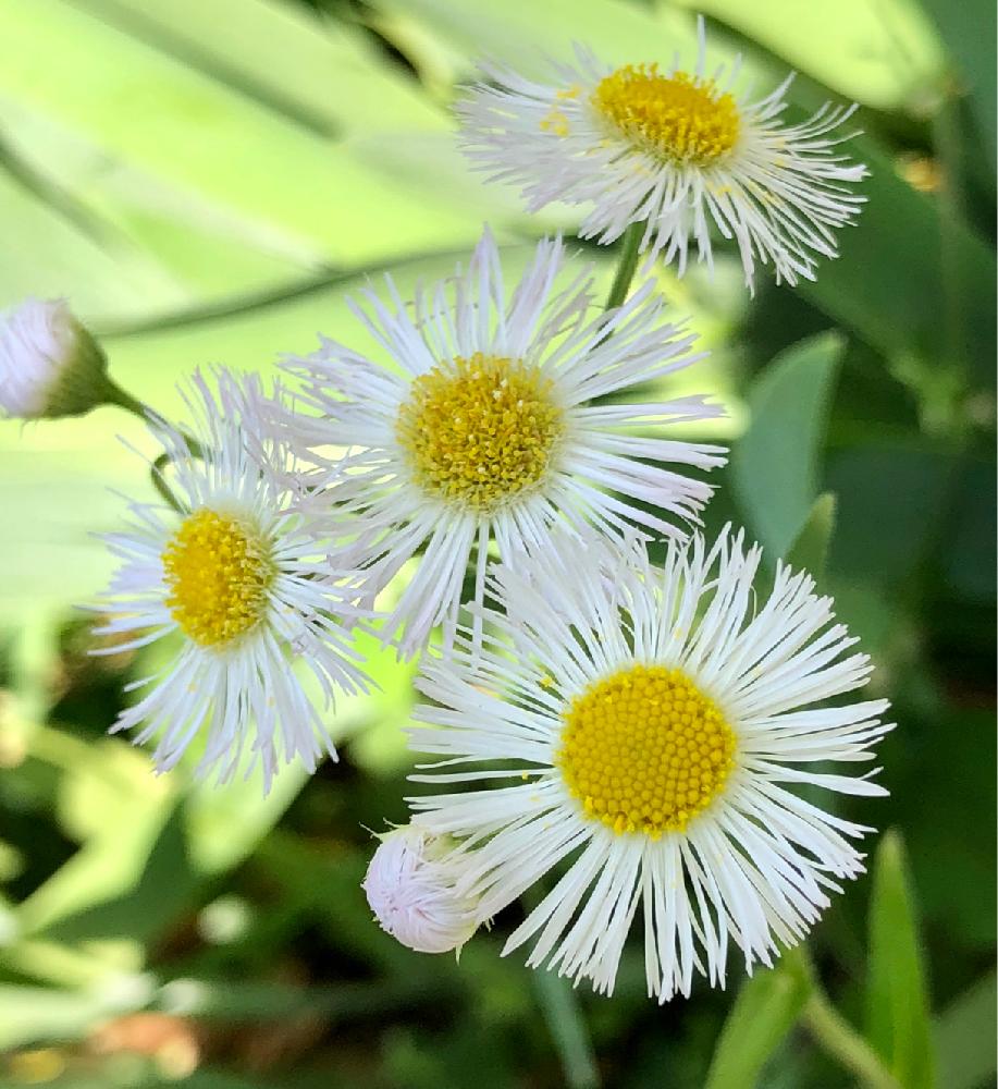 エレガントハルジオン 花 画像 最高の花の画像