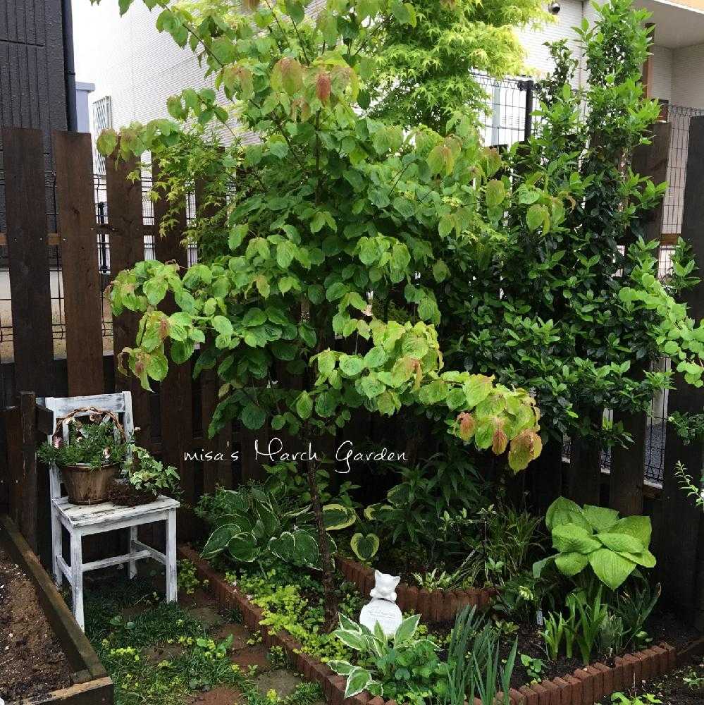 Misaのお庭が出来るまで お庭全体の配置図 Greensnap グリーンスナップ