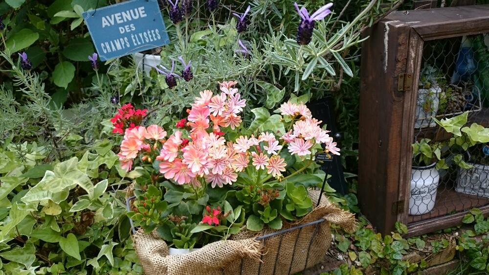 レウィシアの投稿画像 By Soraさん 小さな庭とハーブガーデンとポタジェガーデンと手作りの庭とナチュラルガーデンと花壇 Diyとガーデニング雑貨と手作り花壇と花のある暮らしとハーブガーデンとポタジェガーデンと手作りの庭とナチュラルガーデンと花壇diyとガーデニング