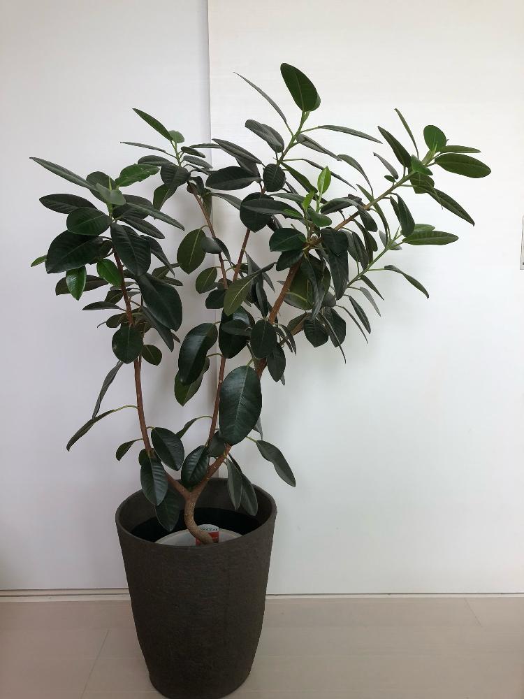 フランスゴムの木の投稿画像 By 林檎 さん 花のある暮らしと観葉植物 18月5月4日 Greensnap グリーンスナップ