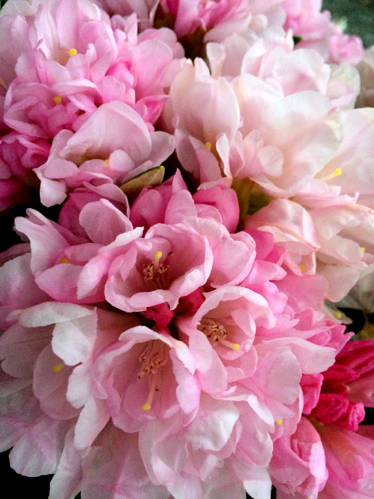 シャクナゲの投稿画像 By Yamasaさん 淡いピンクと白とピンクの花とiphone撮影と花のある暮らしと淡いピンクと白とピンクの花 とiphone撮影と花のある暮らし 18月5月4日 Greensnap グリーンスナップ Greensnap グリーンスナップ