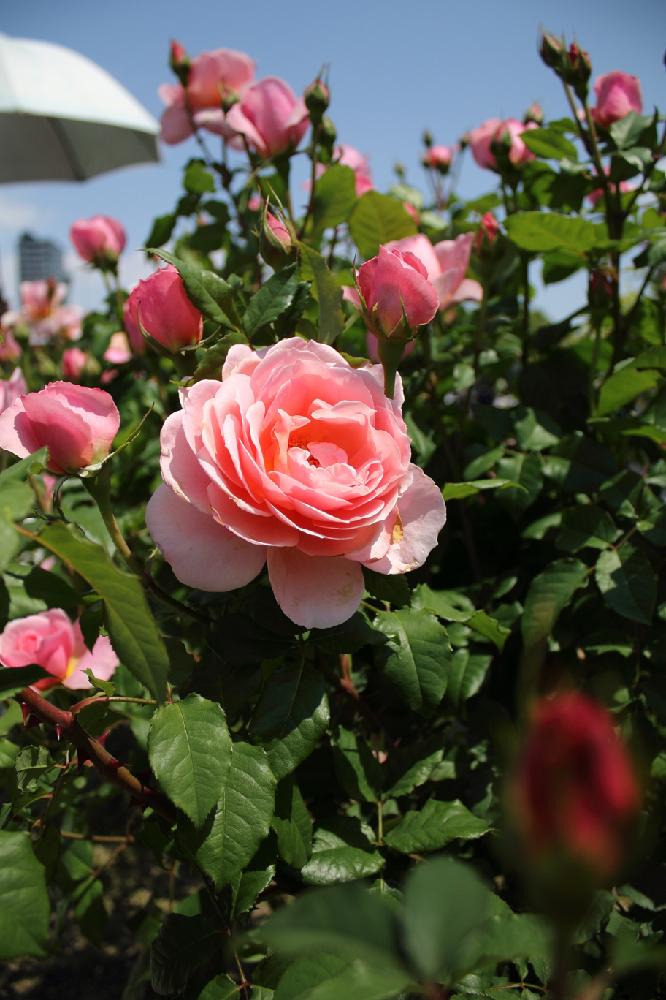 バラ ミニバラの投稿画像 By Ku さん 大阪と中之島バラ園 18月5月5日 Greensnap グリーンスナップ