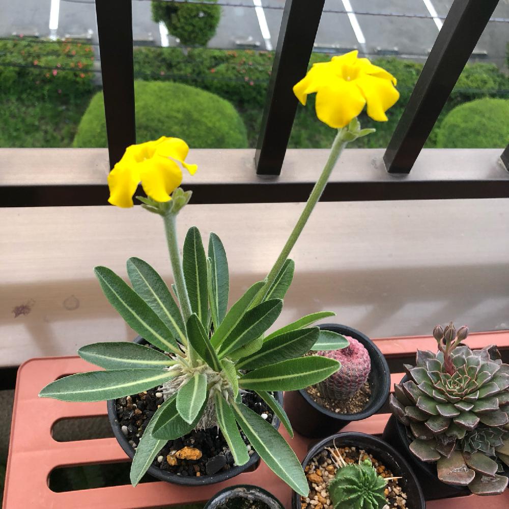 パキポディウム 恵比寿大黒の投稿画像 By Boesukeさん パキポディウム デンシカウレとバルコニー ベランダとパキポディウム恵比寿大黒と恵比寿大黒 実生と恵比寿大黒だよと植中毒と恵比寿大黒 とタニラーと花のある暮らしとパキポディウム デンシカウレと 恵比寿大黒と