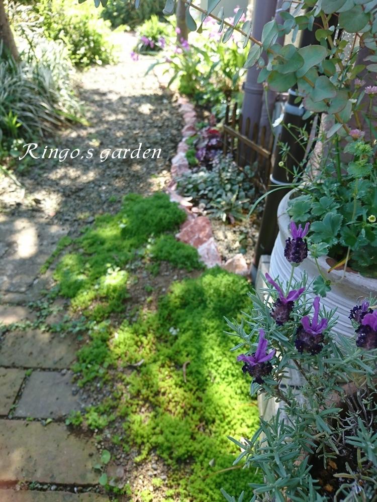 ナチュラルガーデンの投稿画像 By Ringoさん お庭の植物と5月の庭とグリーン大好きと花のある暮らし 18月5月5日 Greensnap グリーンスナップ