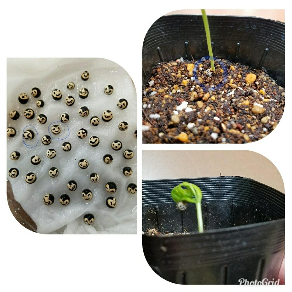 小さな庭の投稿画像 By はちぷーさん フウセンカズラ ハート 顔付き 可愛い 癒し 発芽とフウセンカズラ ハート 顔付き 可愛い 癒し 発芽 18月5月5日 Greensnap グリーンスナップ Greensnap グリーンスナップ