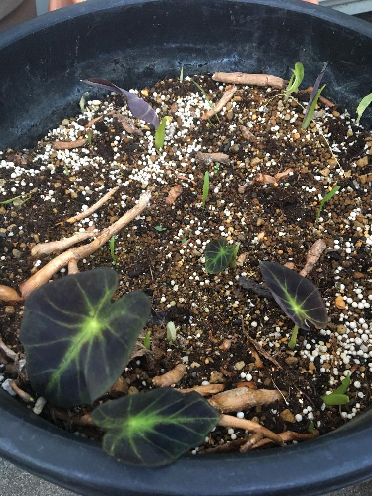 コロカシア イラストリスの投稿画像 By デイジーさん カラーリーフと好きな葉っぱとサトイモ 科 18月5月5日 Greensnap グリーンスナップ