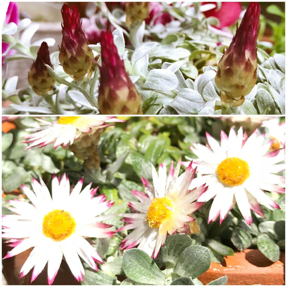 ヘリクリサム シルバーキャンドルの投稿画像 By Miさん ヘリクリサムとヘリクリサム シルバーキャンドルとシルバーキャンドルと ヘリクリサムシルバーキャンドルとつぼみ 18月5月5日 Greensnap グリーンスナップ