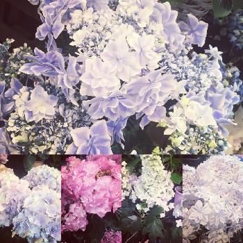 アジサイ ケイコの投稿画像一覧 Greensnap グリーンスナップ アジサイ ケイコの投稿画像一覧 Greensnap グリーンスナップ