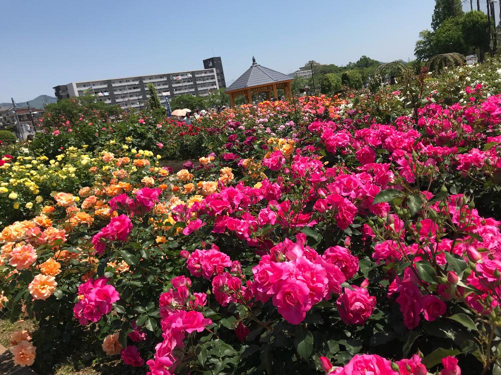 きれいなバラの投稿画像 By たえポンさん 秦野市カルチャーパークと美しい と花のある暮らしと薔薇の花 2018月5月5日 Greensnap グリーンスナップ