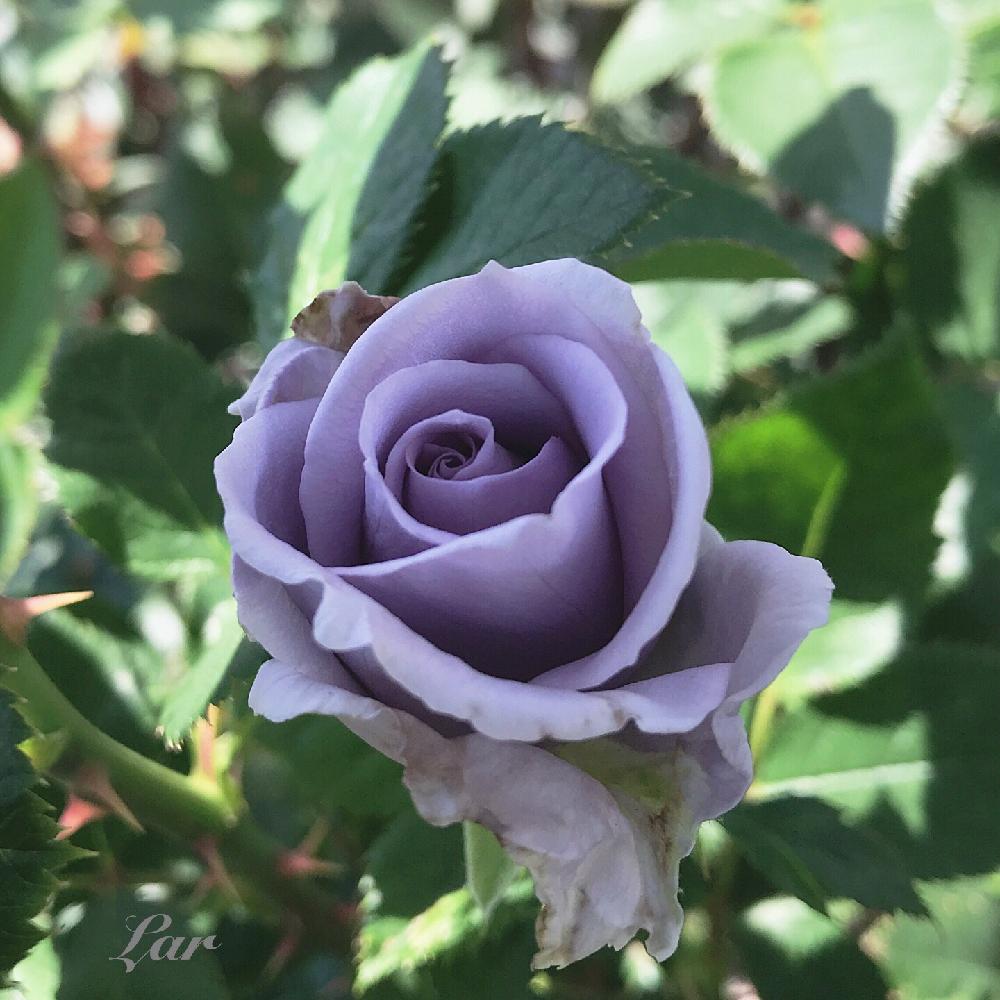 50 青龍 バラ 最高の花の画像