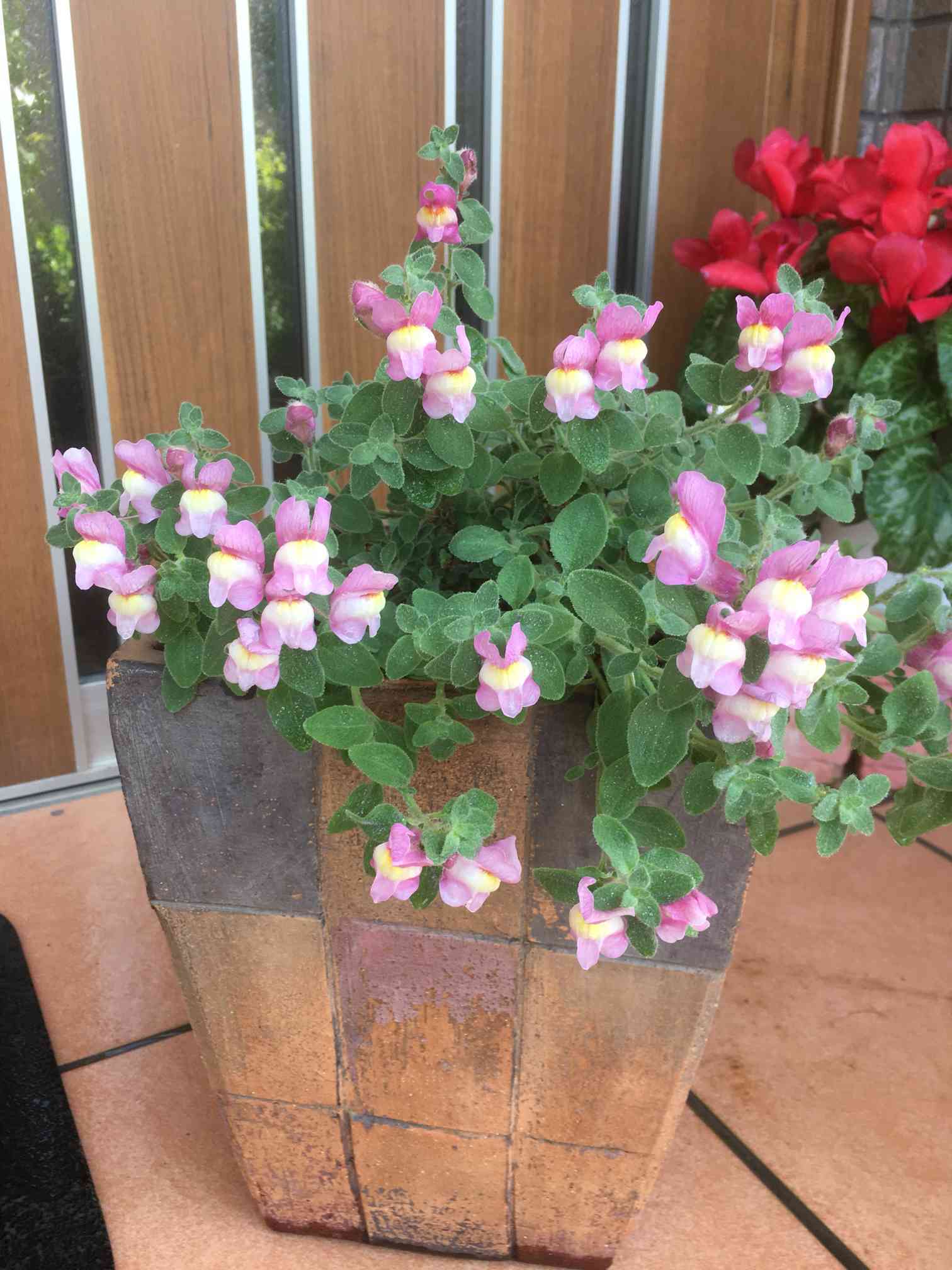 メルカリ便】珍！ホシクサsp.キンバリーナロー 大株 1株 直径9cm 鉢