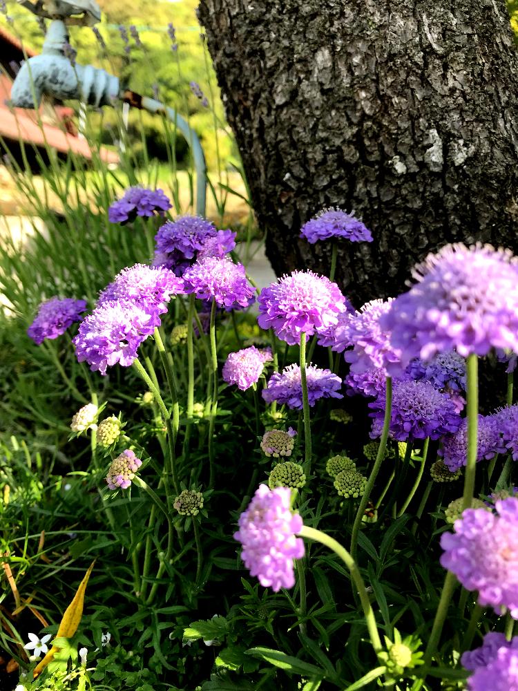 初夏の寄せ植えの投稿画像 By りのもえさん Gs映えとふわふわ とスカビオサ紫と花のある暮らし 18月5月5日 Greensnap グリーンスナップ