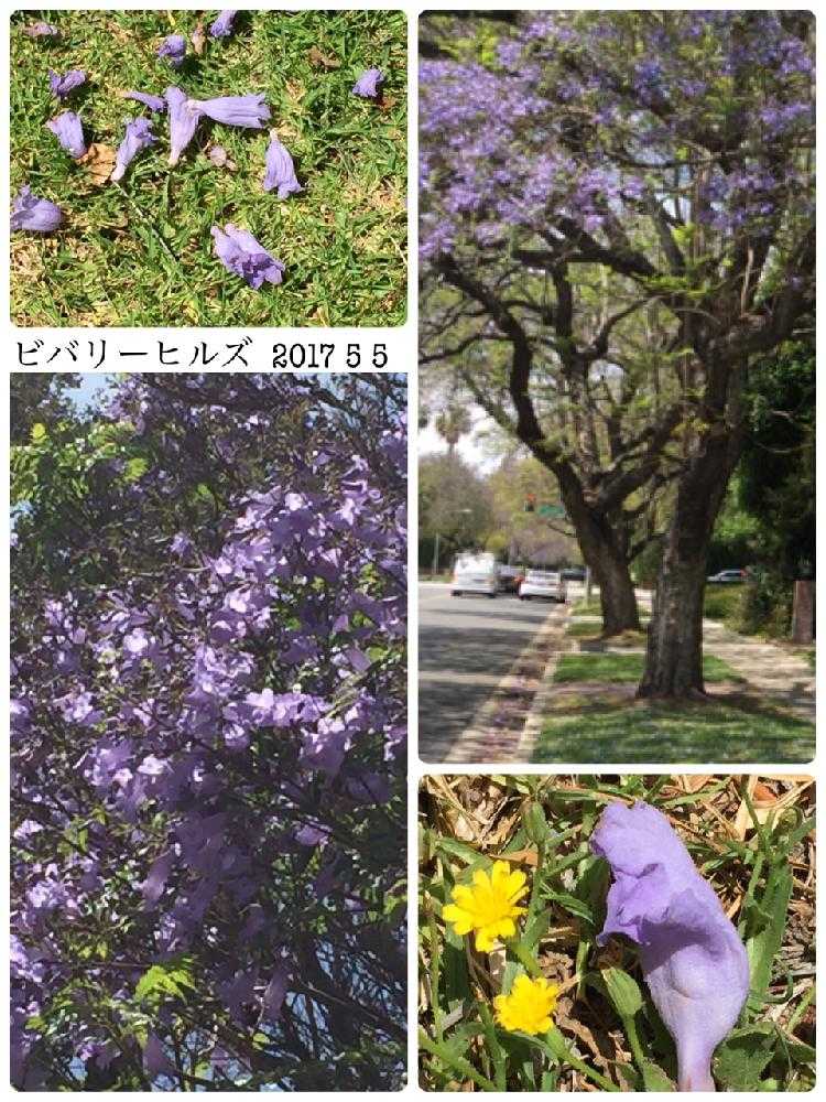 カリフォルニアの5月の風景 Greensnap グリーンスナップ カリフォルニアの5月の風景 Greensnap グリーンスナップ