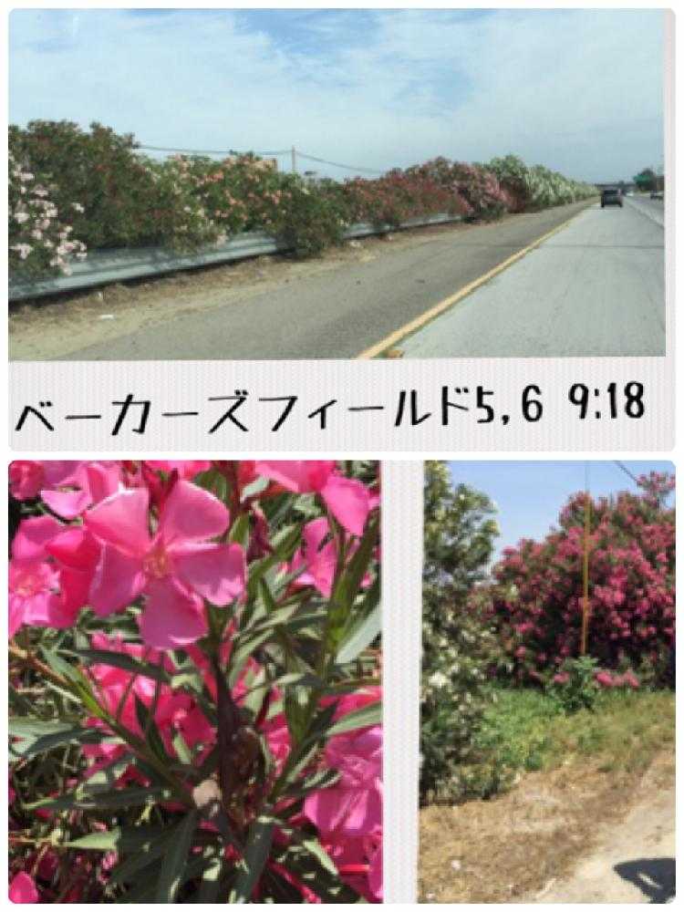 カリフォルニアの5月の風景 Greensnap グリーンスナップ