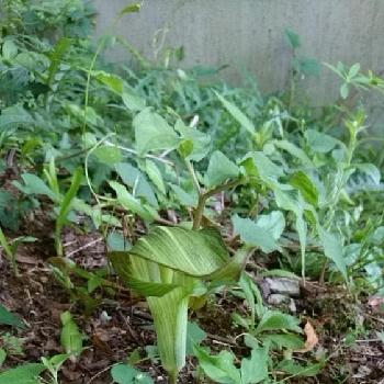 マムシソウの投稿画像一覧 Greensnap グリーンスナップ マムシソウの投稿画像一覧 Greensnap グリーンスナップ