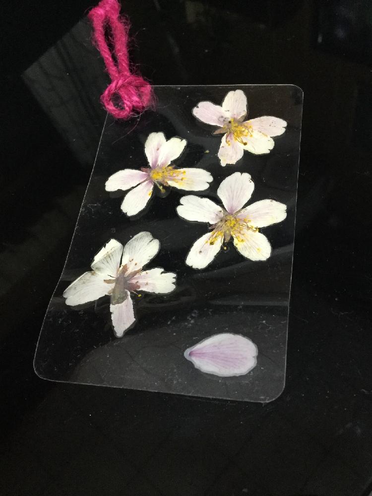 デスクの投稿画像 By Chisa7さん しおりと 18桜 コンテストとさくら 桜 サクラと思い出と花のある暮らしと押し花としおりと 18桜 コンテストとさくら 桜 サクラと思い出と花のある暮らしと押し花 18月5月5日 Greensnap グリーンスナップ Greensnap デスクの投稿画像 By Chisa7さん しおりと 18桜 コンテストとさくら 桜 サクラと思い出と花のある暮らしと押し花としおりと 18桜 コンテストとさくら 桜 サクラと思い出と花のある暮らしと押し花 18月5月5日 Greensnap グリーンスナップ Greensnap