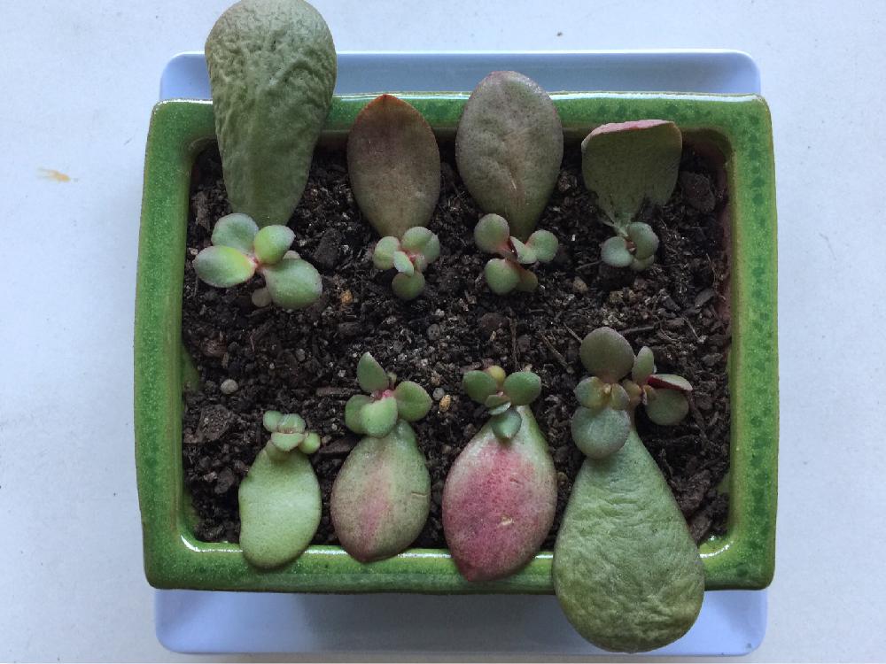 カネノナルキの投稿画像 By Mrs Selbyさん 多肉植物と多肉植物葉挿しとクラッスラ属とベランダガーデニングとカネノナルキ葉 挿しとベンケイソウ科と南半球と葉挿し 2018月5月5日 Greensnap グリーンスナップ