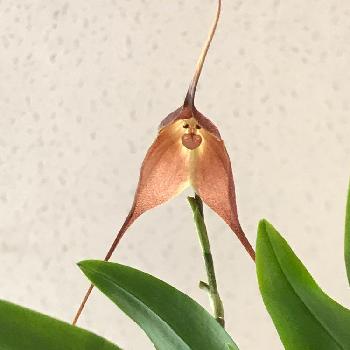 モンキー オーキッドの投稿画像一覧 Greensnap グリーンスナップ