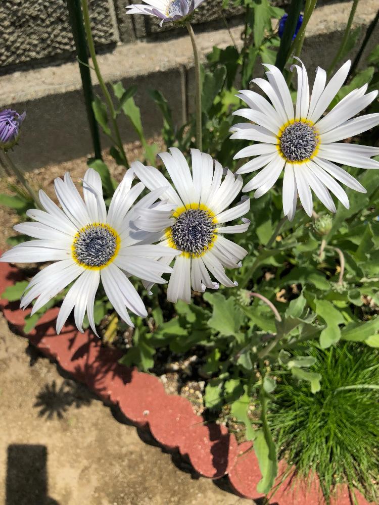 アークトチスグランディスの投稿画像 By T Blueさん 植中毒とガーデニング初心者と荒れ地に花をと花のある暮らしとおぎはら植物園さん 18月5月5日 Greensnap グリーンスナップ