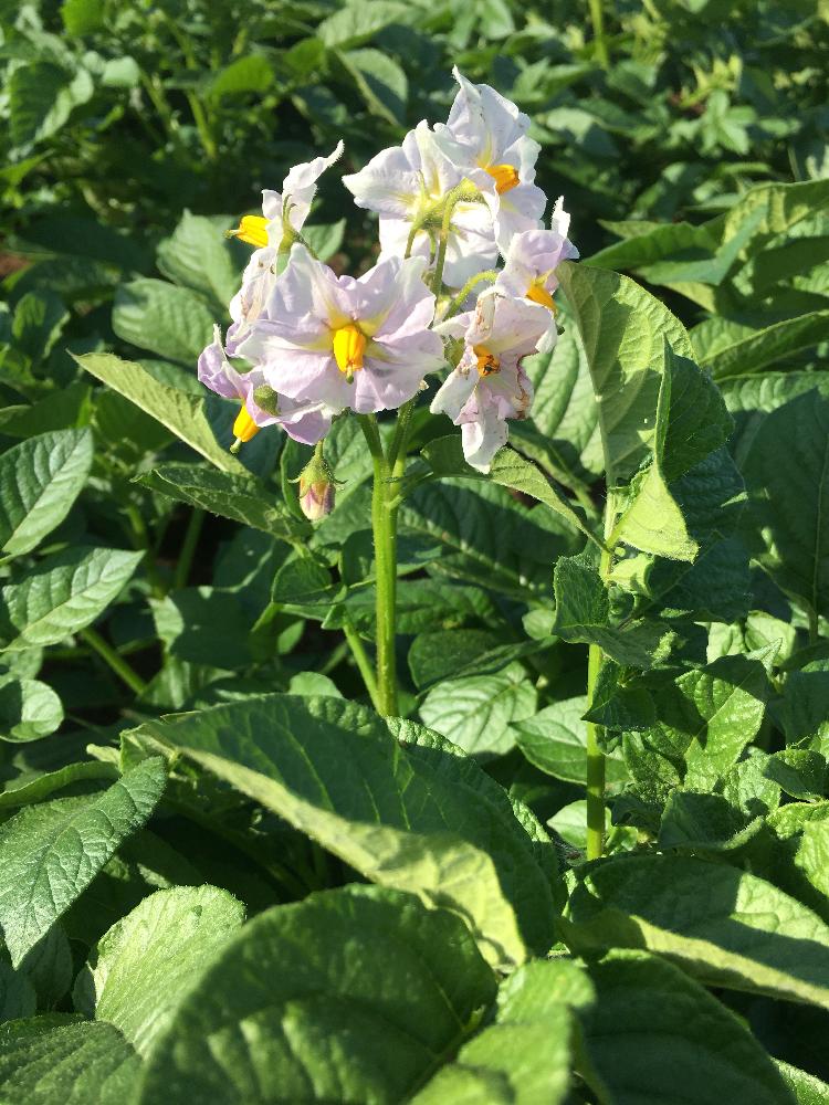 ジャガイモの花の投稿画像 By モーちゃんさん ナス科 18月5月5日 Greensnap グリーンスナップ