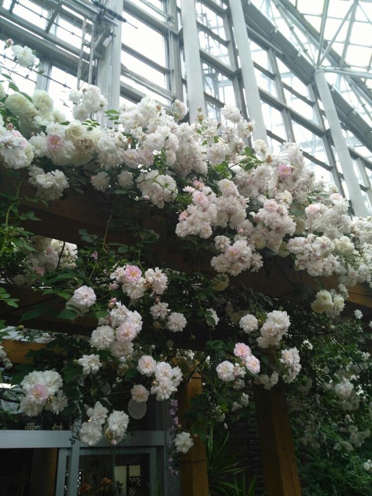つるバラ の投稿画像 By Dayanさん 地植えと北海道と温室といわみざわ公園 色彩館 18月5月5日 Greensnap グリーンスナップ