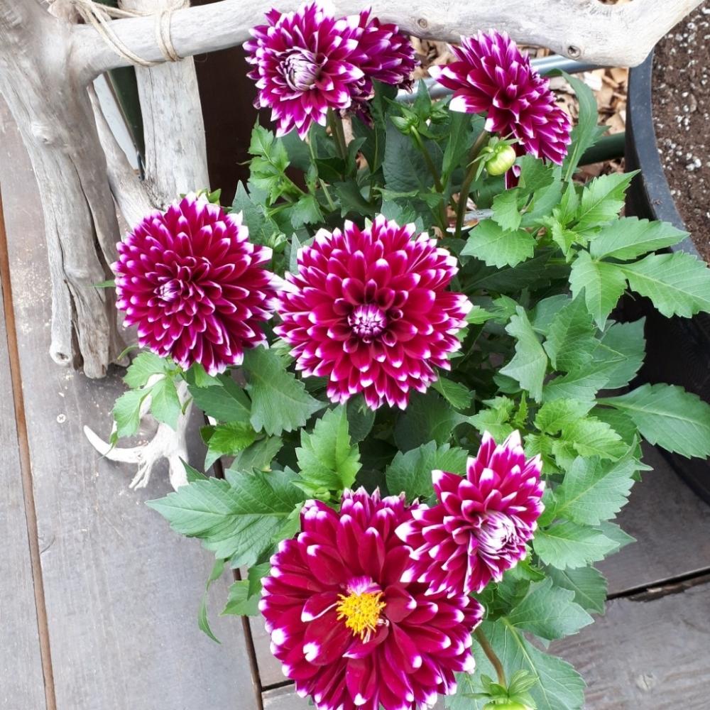 ダリアの投稿画像 By ゆっぴさん ダリア ダリーナマキシと全国オヤジ連合会と植中毒と花のある暮らしとgs植物うちなーぐち会 18月5月5日 Greensnap グリーンスナップ