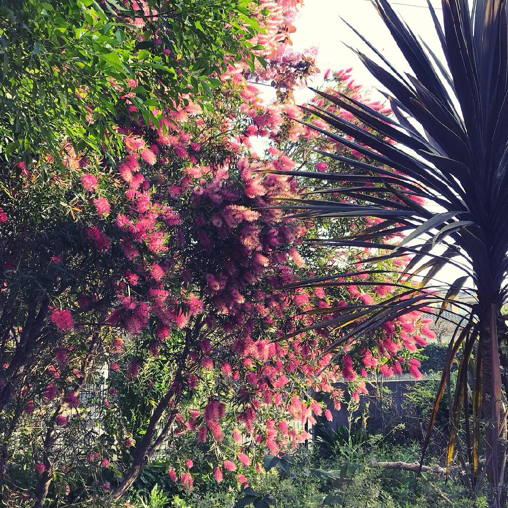 ピンクの花の投稿画像 By Mamoruさん カリステモン ピンクシャンパンとgs映えと庭木とブラシの木 18月5月5日 Greensnap グリーンスナップ