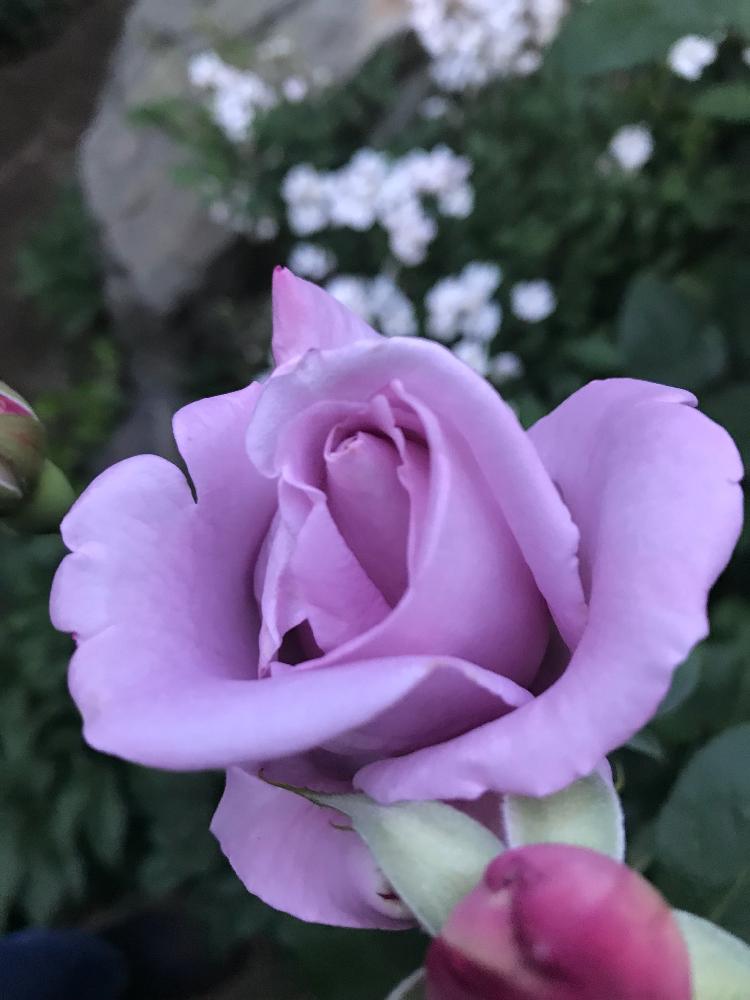 ブルームーンの投稿画像 By まぁ さん 花のある暮らしと芳香と薔薇に魅せられてとバラ ミニバラとムラサキ愛が止まらない 18月5月6日 Greensnap グリーンスナップ