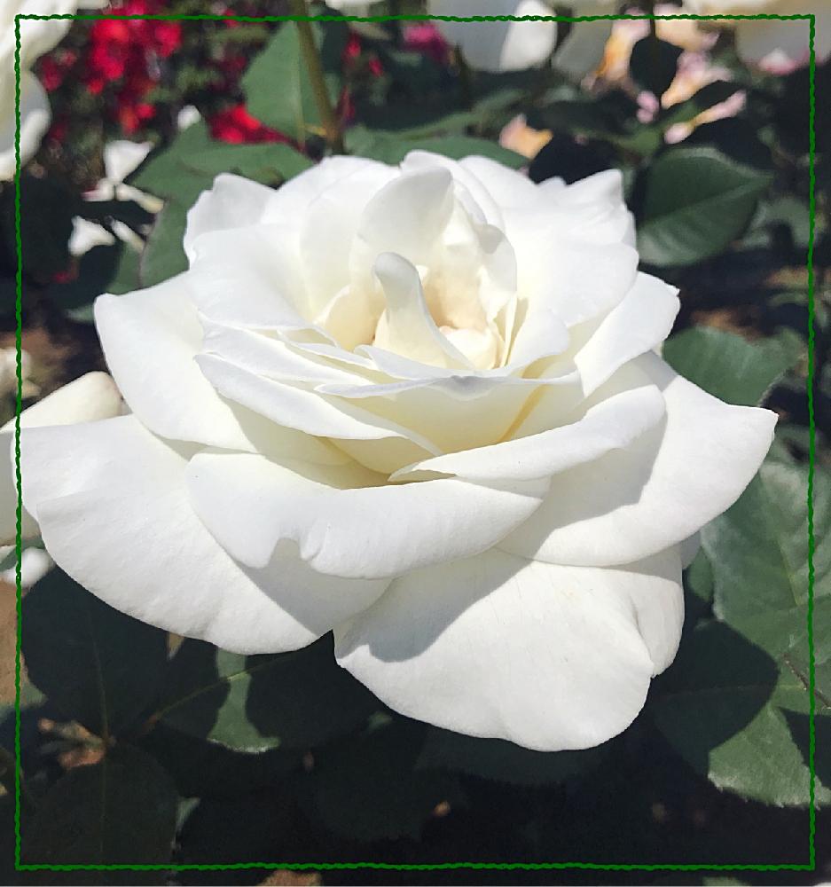 ばら バラ 薔薇の投稿画像 By のかさん 白いバラと大好きだからとユキサン バラと旧古河庭園 18月5月6日 Greensnap グリーンスナップ