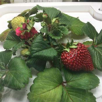 ユーインググリーンファームキューブの投稿画像一覧 Greensnap グリーンスナップ