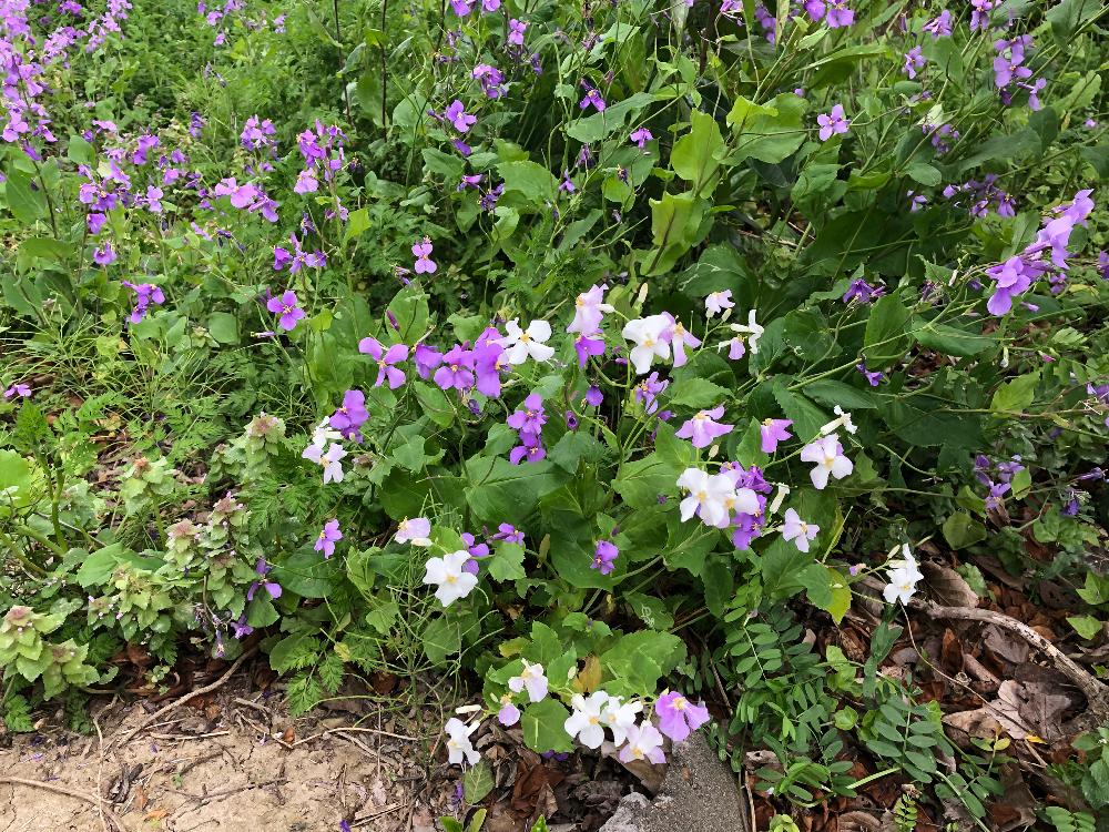 紫白花5月