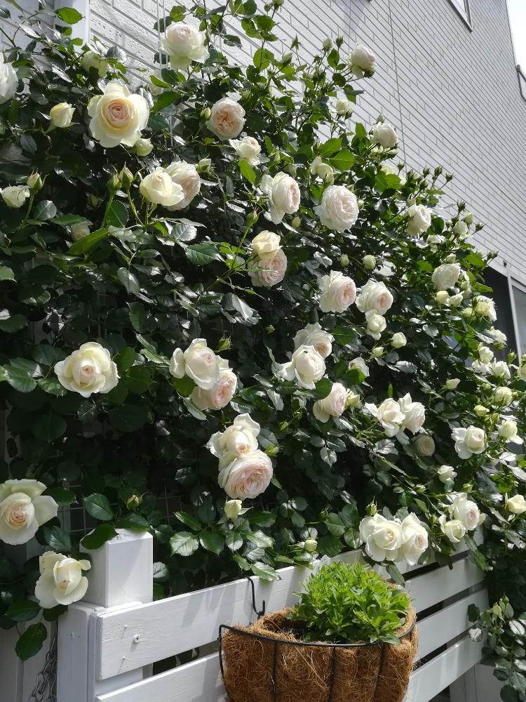 つるばら ブランピエールドロンサールの投稿画像 By Puttinさん ばら バラ 薔薇とバラ壁面とgs日和とガーデニングと花のある暮らしとバラの地植えとロザリアン 18月5月6日 Greensnap グリーンスナップ