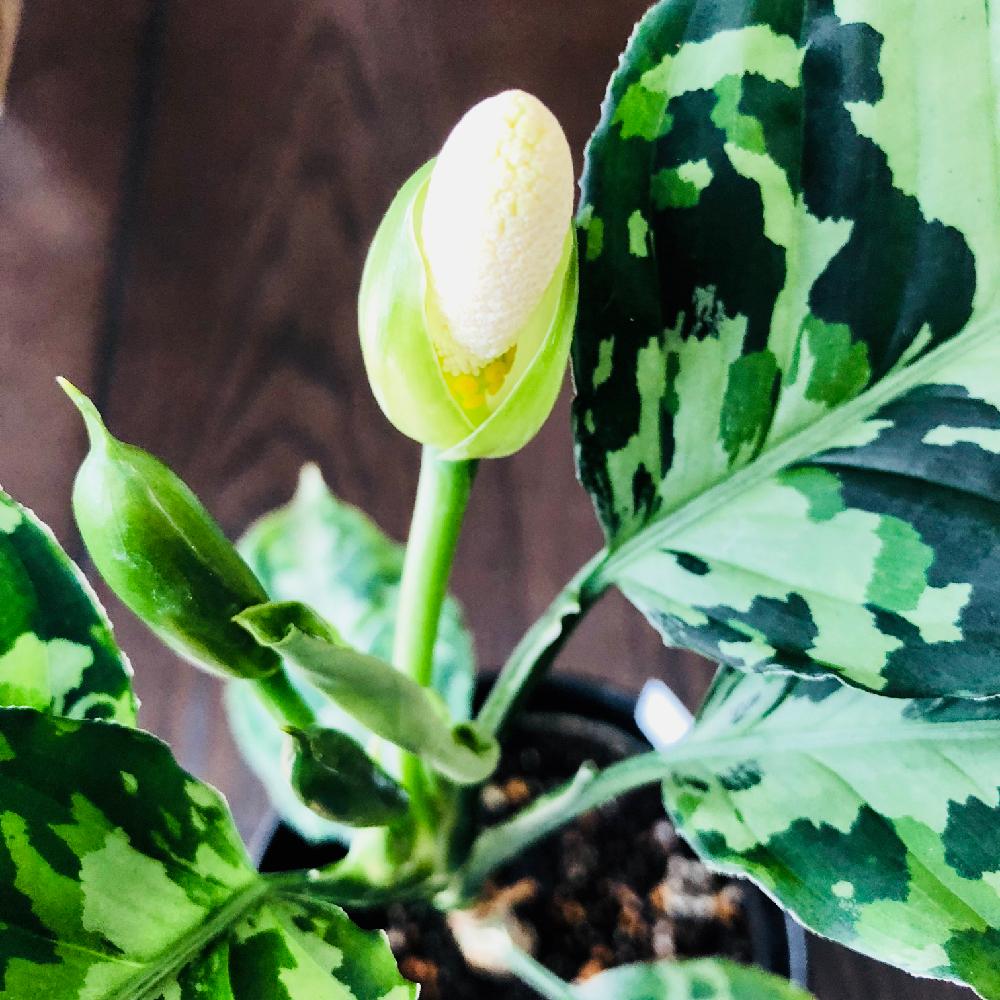 アグラオネマの投稿画像 By じゅんさん 開花と トリカラーとピクタムと迷彩柄 18月5月6日 Greensnap グリーンスナップ