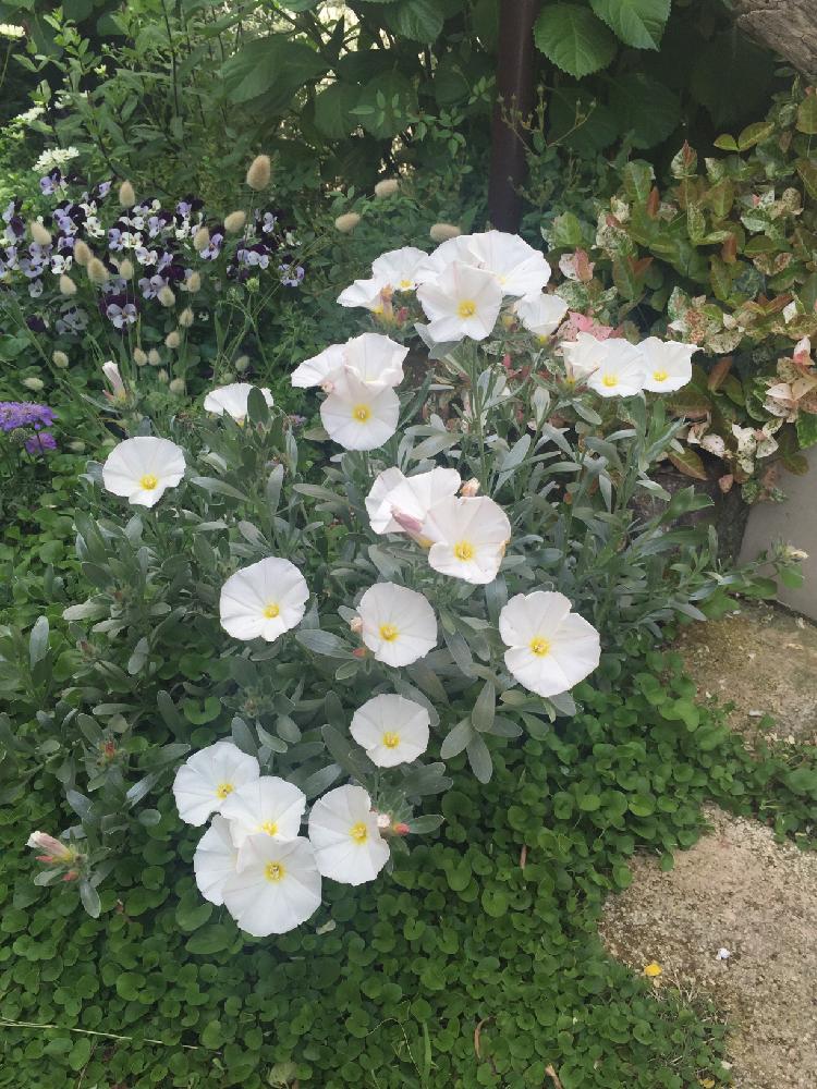 コンボルブルス スノーエンジェルの投稿画像 By ポポラスさん 開花とカラーリーフとマイガーデンとgs日和とガーデニングと花のある暮らしと白い花と庭の宿根草 18月5月6日 Greensnap グリーンスナップ