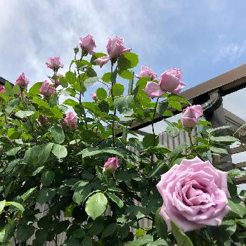 つるブルームーンの画像 by カーチさん | 小さな庭とバラ・ブルームーンと薔薇に魅せられてと自己満足とつるブルームーンとバラ　ブルームーンと紫のバラとブルームーン♡と自己満足の世界と花のある暮らしと薔薇♪と薔薇の花