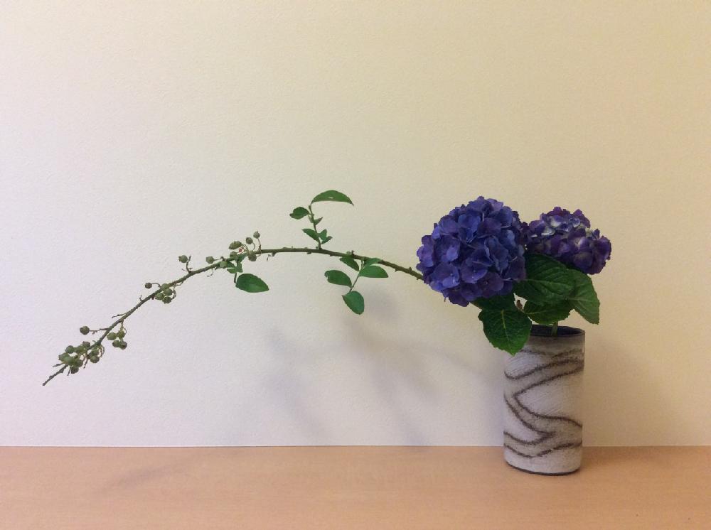 ブルーベリーの投稿画像 By Apricot53さん アジサイと玄関と花器といけばなとフラワーアレンジメントと花のある暮らしと生け花と花器といけばなとフラワーアレンジメントと花のある暮らしと生け花 18月5月6日 Greensnap グリーンスナップ Greensnap