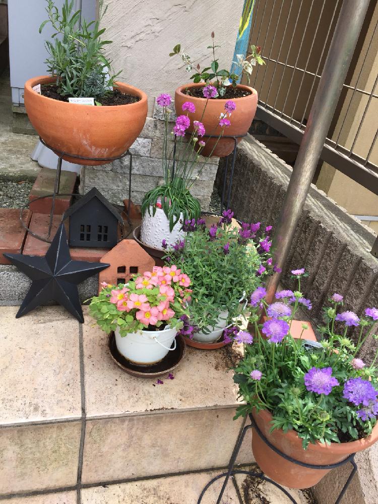 スカビオサの投稿画像 By M Arikoさん ガーデニング雑貨と玄関ディスプレイとガーデニングと小さな小さな庭と花のある暮らしと玄関先と玄関先の寄せ植え 18月5月6日 Greensnap グリーンスナップ