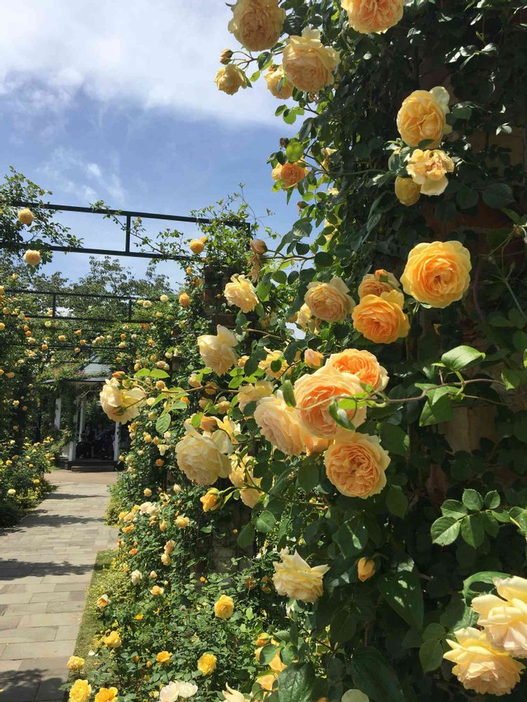 ガーデンベアさんの港の見える丘公園への投稿