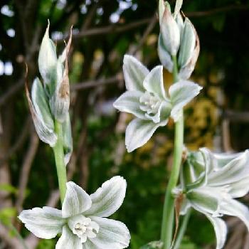 硝子の花 の投稿画像一覧 Greensnap グリーンスナップ
