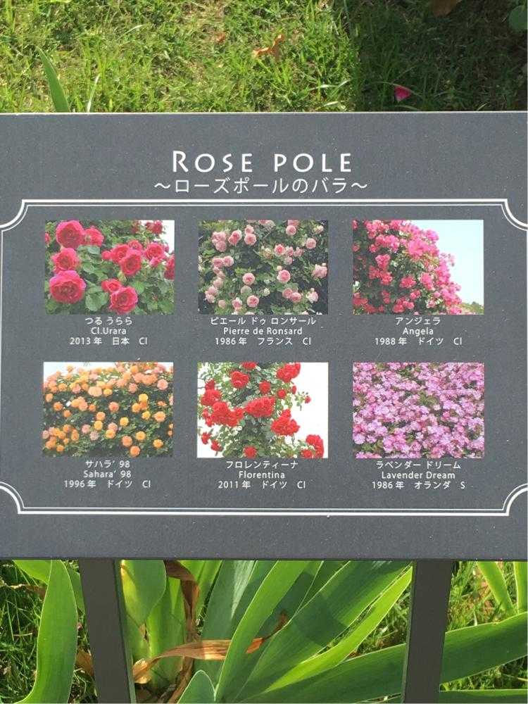 山下公園 未来のバラ園 行ってみました Greensnap グリーンスナップ
