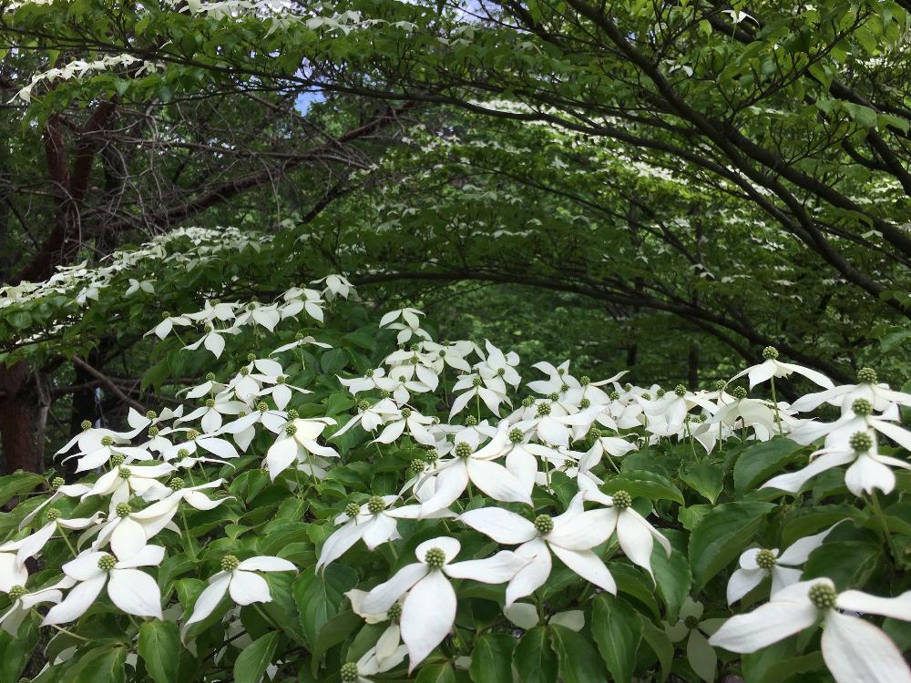 ヤマボウシの投稿画像 By モーちゃんさん ミズキ科と初夏の花木と白い花 18月5月6日 Greensnap グリーンスナップ