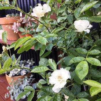 つるサマースノーの画像 by meihoさん | 小さな庭とDIY室外機カバーとつるサマースノーとバラ鉢植えとばら 薔薇 バラとバラ・ミニバラ
