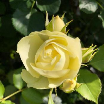 クリーミーエデン薔薇の画像 by しののさん | 小さな庭と千葉県とクリーミーエデン薔薇