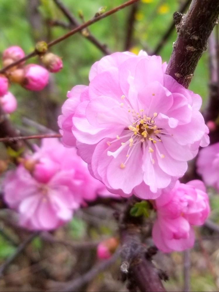 オヒョウモモの投稿画像 By みう3さん 桃色とナチュラルガーデンと春が来た とさくら 桜 サクラとピンクと庭木とガーデニングと北海道とシベリア桜 18月5月6日 Greensnap グリーンスナップ