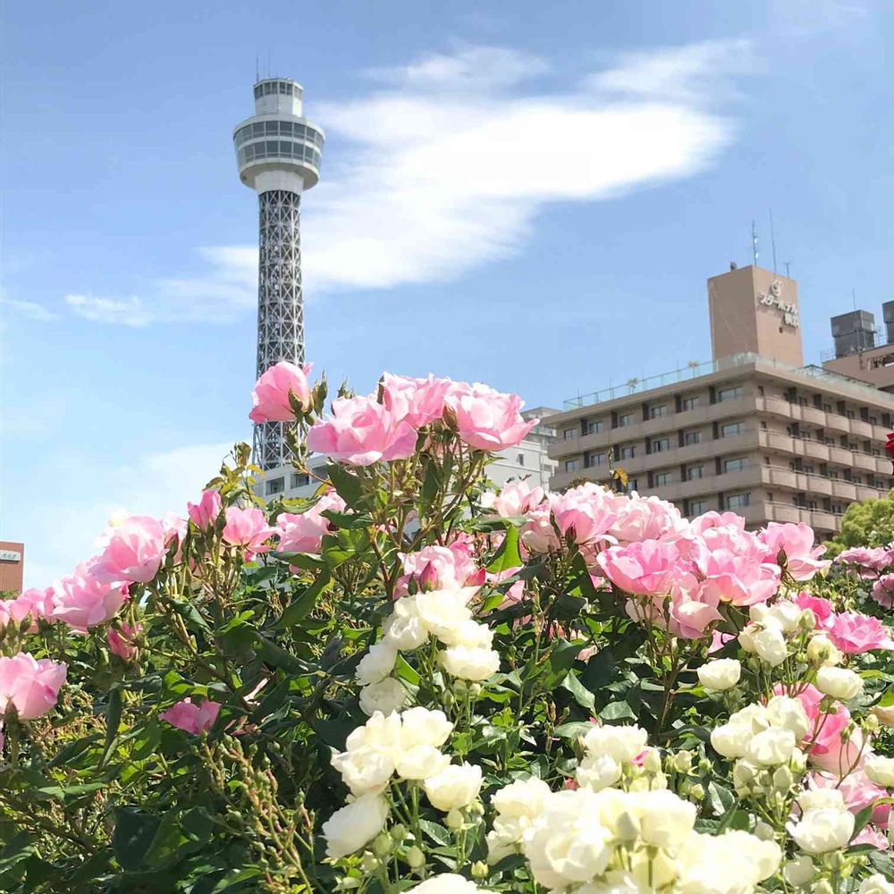 wktkさんの山下公園への投稿