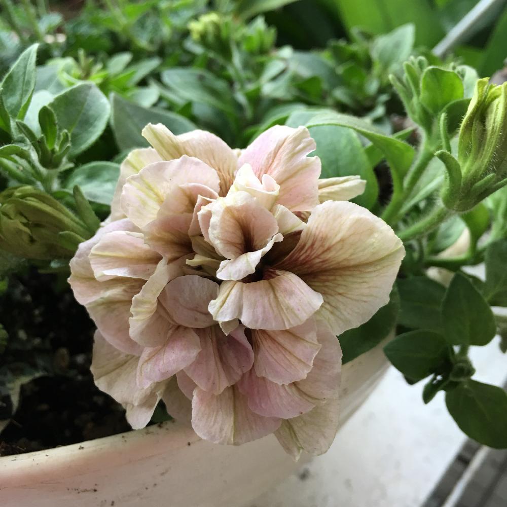 ペチュニア ホイップマカロンの投稿画像 By じゃすみんさん ペチュニア ホイップマカロン モカモンブランとお花ラブ とアンティークカラーloveと大好きペチュニア カリブラコアと母の日プレゼント 18月5月6日 Greensnap グリーンスナップ